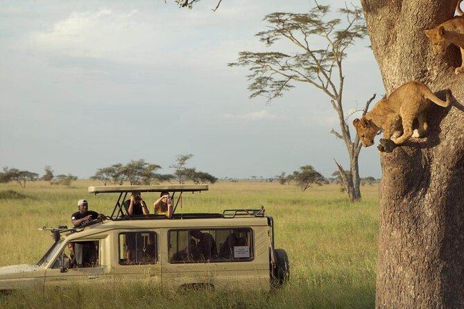 4 Day Great Migration Safari Serengeti & Ngorongoro Crater - Day two: a 6 a.m. Serengeti start