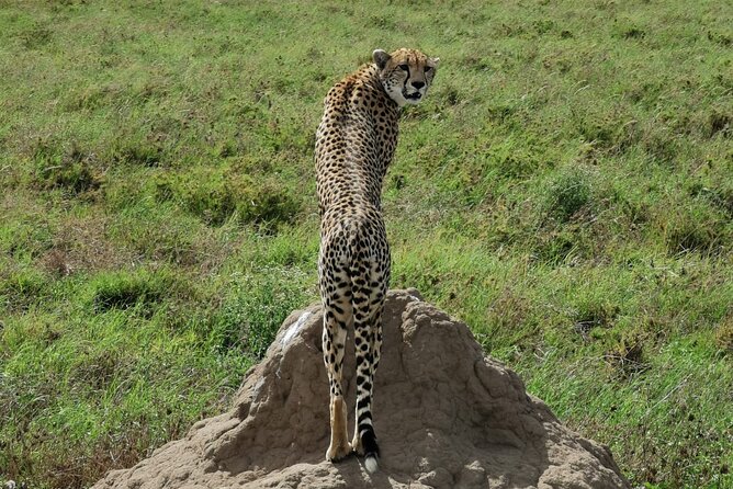 4-Day Lodge Private Tour to Tarangire, Serengeti and Ngorongoro - Day one: elephants and baobabs in Tarangire