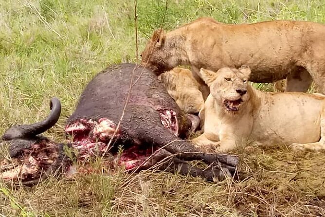 4-Day Lodge Private Tour to Tarangire, Serengeti and Ngorongoro - Who should book this safari?