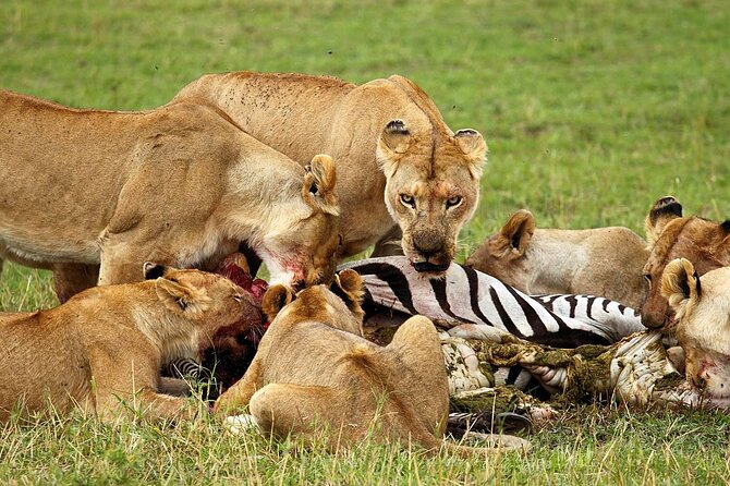 4 Day Ngorongoro Crater Tarangire and Serengeti National Park - The guide can shape the whole safari
