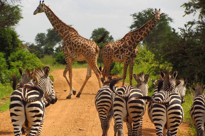4-Day Safari from Arusha: Tarangire, Serengeti and Ngorongoro - Why this four-day route works