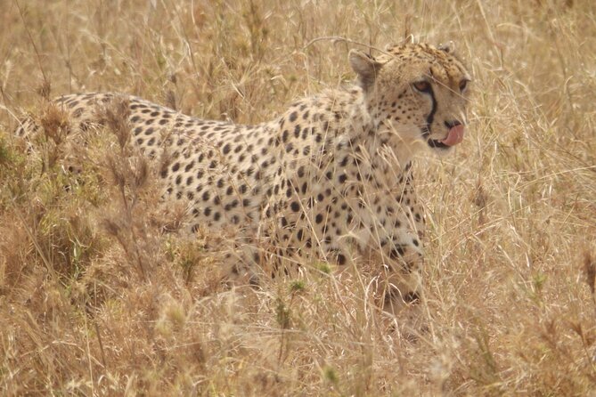 4-Day Safari from Arusha: Tarangire, Serengeti and Ngorongoro - Day two: Entering the Serengeti through Karatu
