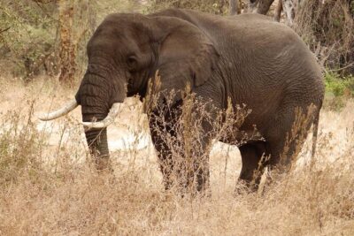 4-Day Safari from Arusha: Tarangire, Serengeti and Ngorongoro