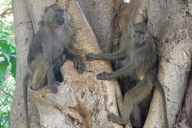 4-Day Safari from Arusha: Tarangire, Serengeti and Ngorongoro - Day three: Morning wildlife, then the Ngorongoro Conservation Area