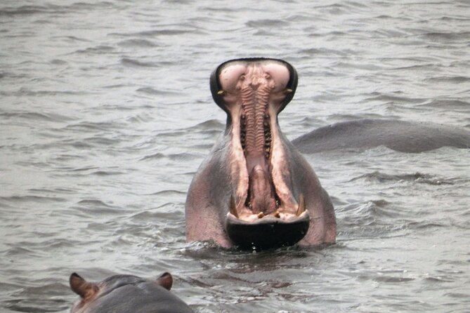 4-Day Safari from Arusha: Tarangire, Serengeti and Ngorongoro - Day four: Wildlife inside Ngorongoro Crater