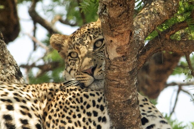 4-Day Safari from Arusha: Tarangire, Serengeti and Ngorongoro - A private guide can shape the entire safari