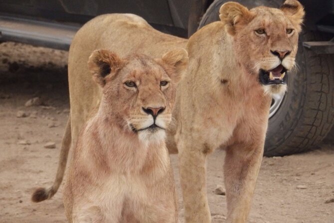 4-Day Safari from Arusha: Tarangire, Serengeti and Ngorongoro - What the $1,753.34 price covers