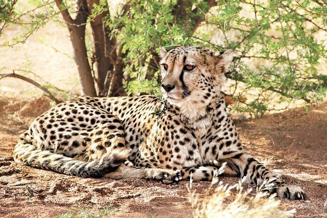 4-Day Safari to Tarangire ,Serengeti and Ngorongoro crater from Arusha - Day 1: Tarangire’s elephants and river country