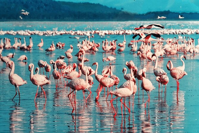 4-Day Safari to Tarangire ,Serengeti and Ngorongoro crater from Arusha - Who should choose this safari