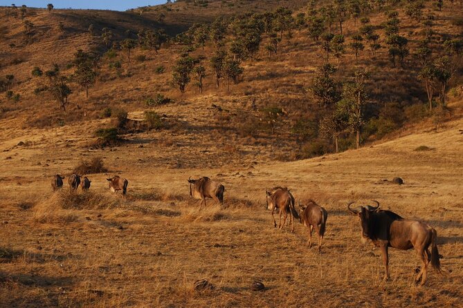 4-Day Safari to Tarangire, Serengeti and Ngorongoro from Arusha - Join a group - Day 3: An early Serengeti start and a cold crater rim