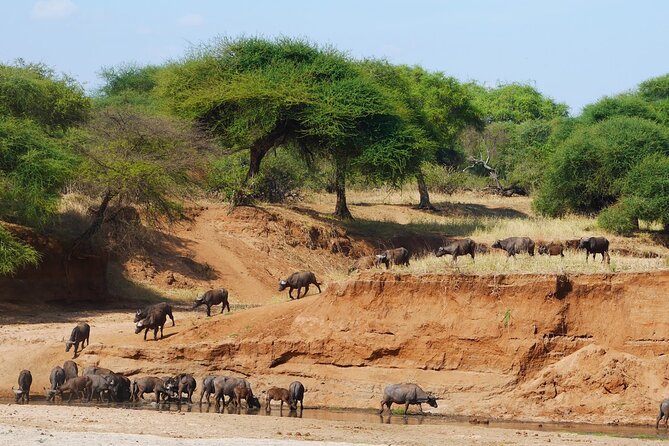 4-Day Safari to Tarangire, Serengeti and Ngorongoro from Arusha - Join a group - Day 4: Six hours inside Ngorongoro Crater