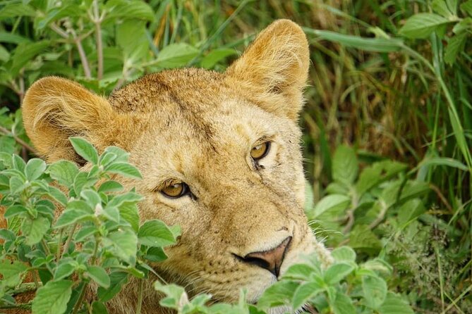 4-Day Safari to Tarangire, Serengeti and Ngorongoro from Arusha - Join a group - How the $1,050 price holds up