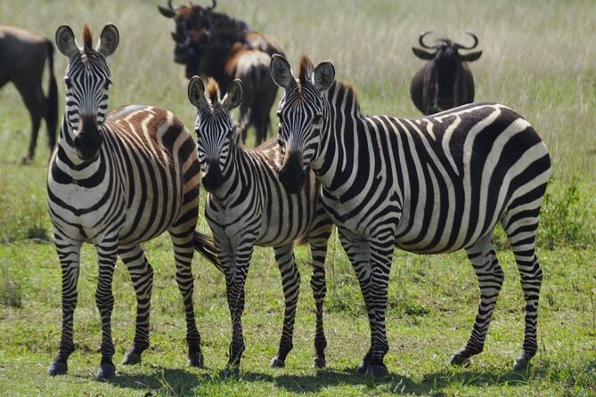4 Day Serengeti and Ngorongoro crater - Key points at a glance