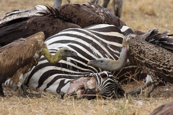 4 Day Serengeti and Ngorongoro crater - From Arusha to the open Serengeti plains