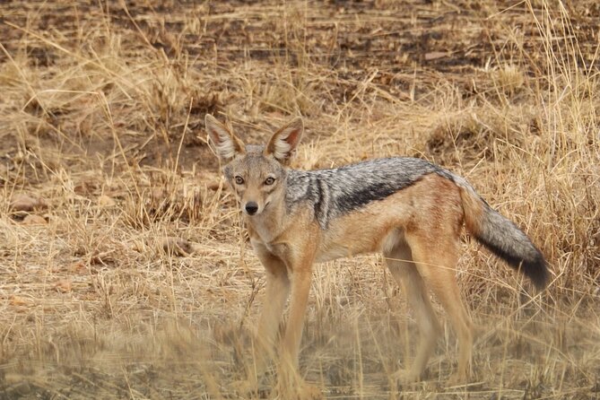 4 Day Serengeti and Ngorongoro crater - Day three: an early start and a change of setting