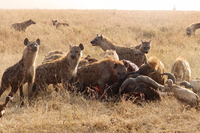 4 Day Serengeti and Ngorongoro crater - What the private format is really worth