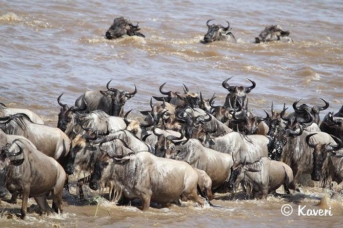 4 Days / 3 Nights Lake Manyara, Ngorongoro and Serengeti - Seronera game viewing and the value of a good guide