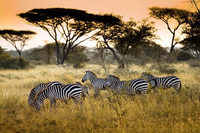 4 Days / 3 Nights Lake Manyara, Ngorongoro and Serengeti - Meals, accommodation and what to confirm