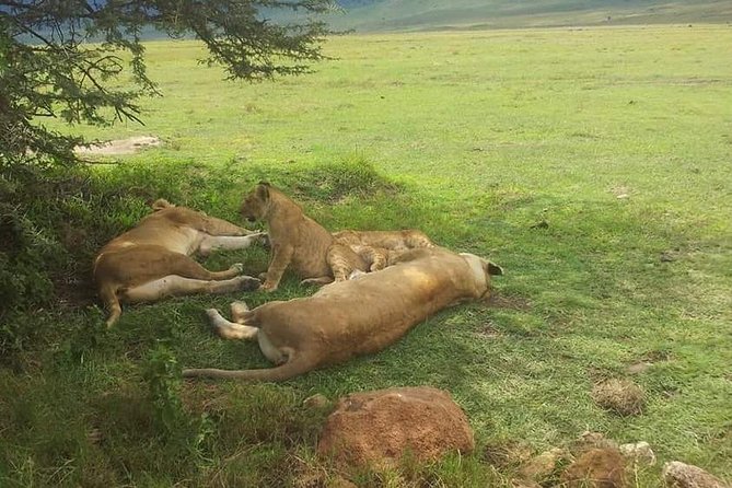 4 Days / 3 Nights Lake Manyara, Ngorongoro and Serengeti - Lake Manyara: elephants, flamingos and tree-climbing lions