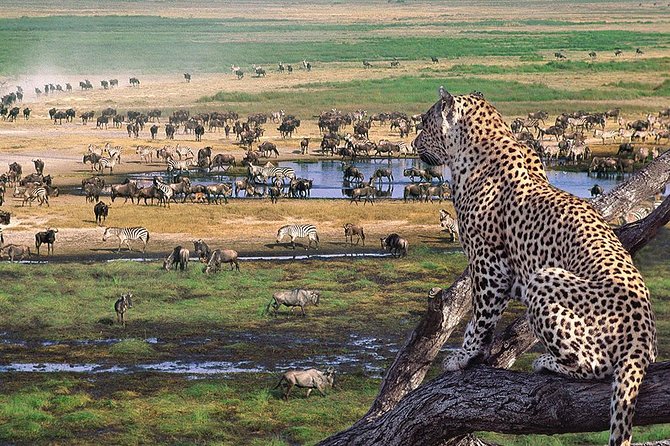 4 Days 3 Nights Tarangire Serengeti & Ngorongoro Lodge Safari - What the strongest guide service adds