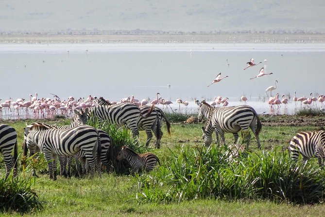 4-Days Adventure Camping Safari to Tarangire, Serengeti & Ngorongoro - Why this four-day route works
