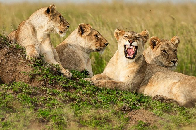 4-Days Adventure Camping Safari to Tarangire, Serengeti & Ngorongoro - What the $1,199 price really covers