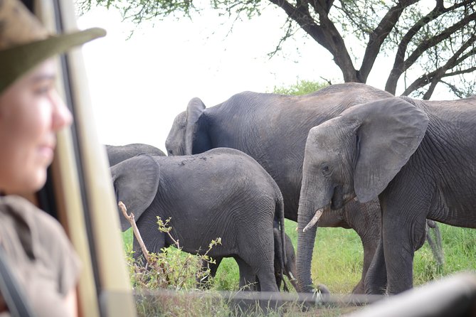 4 days Best experience Kilimanjaro Hike, Serengeti &Ngorongoro - Day one: Materuni village, coffee, and a swim at Chemka