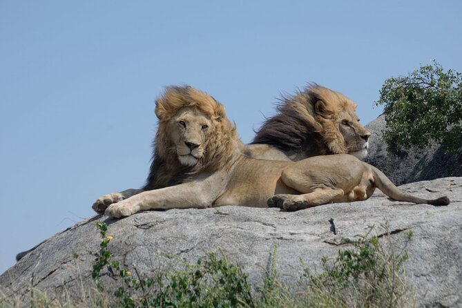 4 days Best experience Kilimanjaro Hike, Serengeti &Ngorongoro - Day three: from Serengeti to Ngorongoro