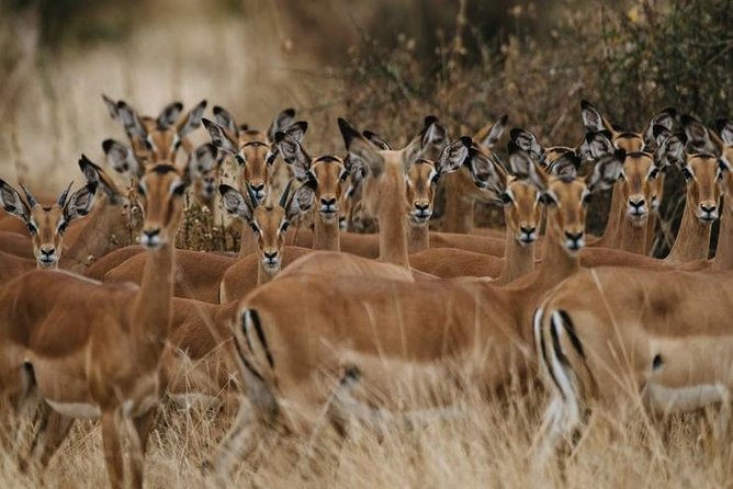 4 days Best experience Kilimanjaro Hike, Serengeti &Ngorongoro - Day four: the Ngorongoro Crater safari