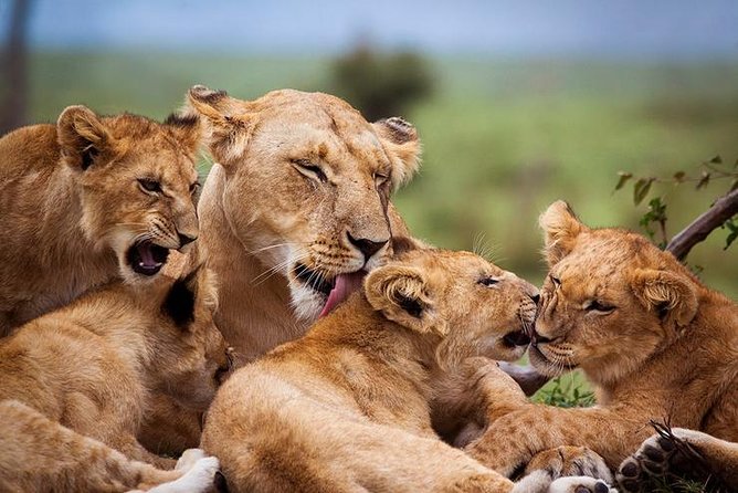 4 days Best experience Kilimanjaro Hike, Serengeti &Ngorongoro - Meals, camping, and what is included
