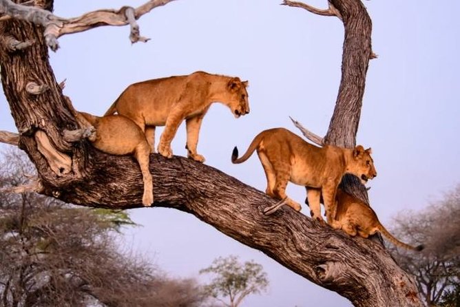 4 days Best experience Kilimanjaro Hike, Serengeti &Ngorongoro - The real value of the price