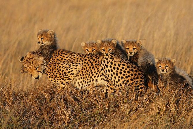 4 days Best experience Kilimanjaro Hike, Serengeti &Ngorongoro - Who should choose this trip