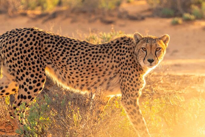 4 days Best experience Kilimanjaro Hike, Serengeti &Ngorongoro - Day two: the long road to Serengeti