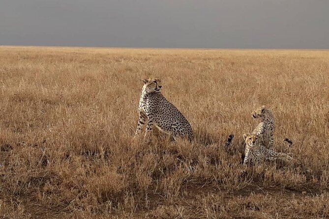 4 Days Group Joining Camping Safari to Tarangire Serengeti Ngorongoro Crater - Camping, food, and the daily routine