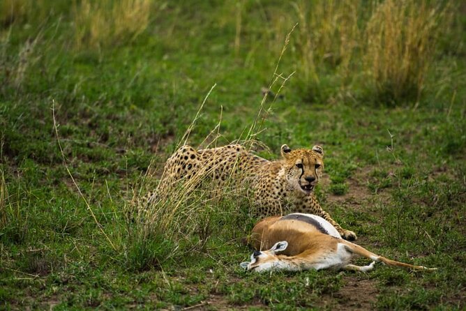 4 Days Group Joining Camping Safari to Tarangire Serengeti Ngorongoro Crater - Guide quality and the group format