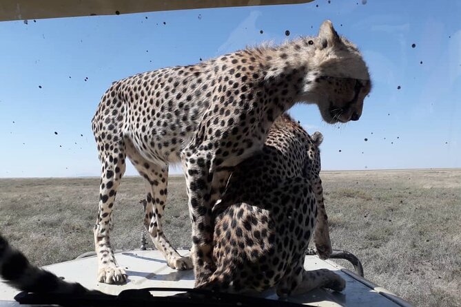 4 Days Group Joining Camping Safari to Tarangire Serengeti Ngorongoro Crater - Who will enjoy this trip most