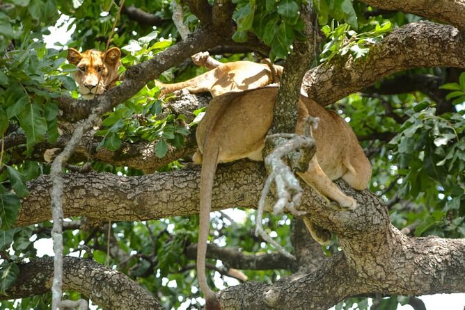 4 Days Group Joining Camping Safari to Tarangire Serengeti Ngorongoro Crater - Day 1: Tarangire’s elephants and baobab country