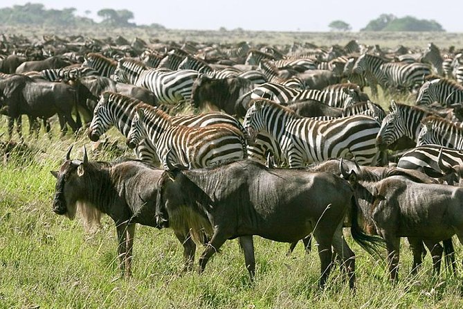 4 Days Join Group tour Tarangire Serengeti and Ngorongoro crater - Tarangire: elephants, baobabs, and dry-country wildlife