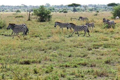 4 Days Join Group tour Tarangire Serengeti and Ngorongoro crater