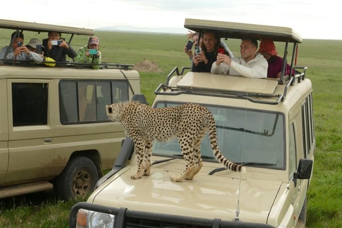 4 Days Join Group tour Tarangire Serengeti and Ngorongoro crater - Who should book this safari?