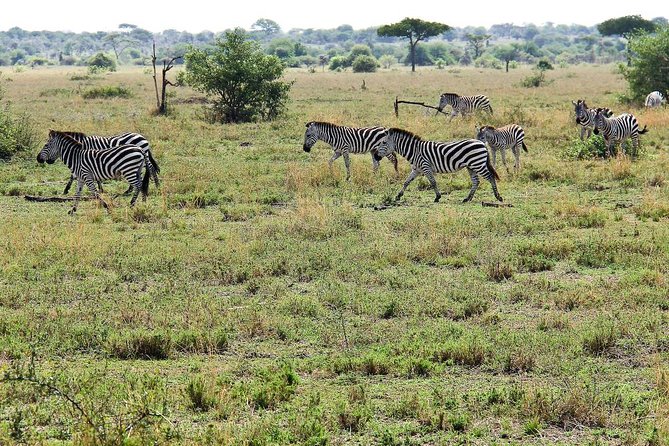 4 Days Join Group tour Tarangire Serengeti and Ngorongoro crater - The road to Serengeti passes through the highlands