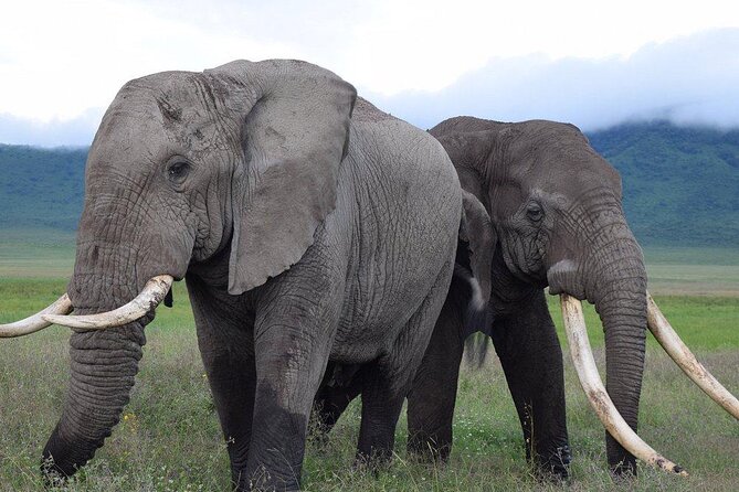 4 Days lodge &camping Tarangire,Serengeti, Ngorongoro Safari Tour - What the $1,110 price really covers