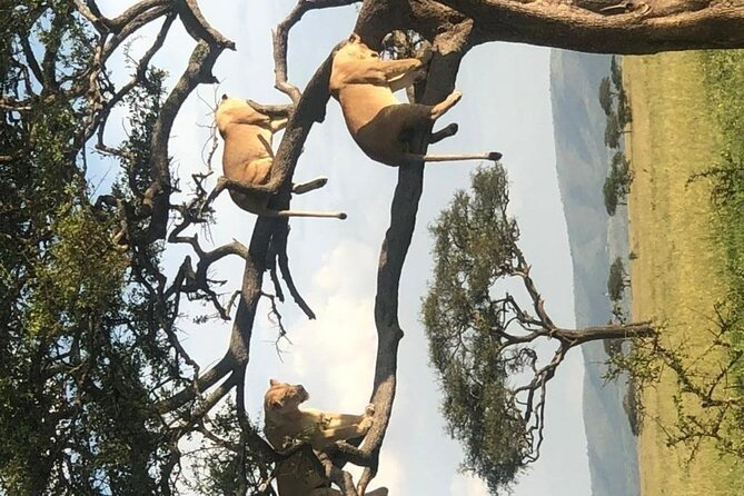4 Days lodge &camping Tarangire,Serengeti, Ngorongoro Safari Tour - Guide support and the small-group difference