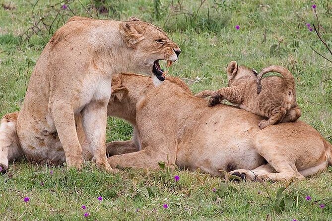 4 Days lodge &camping Tarangire,Serengeti, Ngorongoro Safari Tour - Day two: The long road into central Serengeti