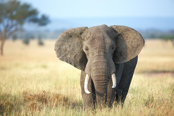 4 Days lodge safari Tarangire , Ngorongoro crater & Walking - Mto wa Mbu, farms, Maasai culture, and bicycles