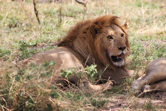 4 Days lodge safari Tarangire , Ngorongoro crater & Walking - Who should book this safari
