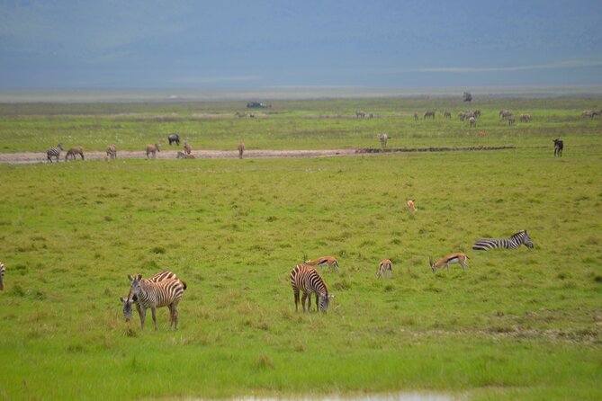 4 days serengeti & ngorongoro mid range tour - Day 3: A balloon morning and the long return toward Ngorongoro