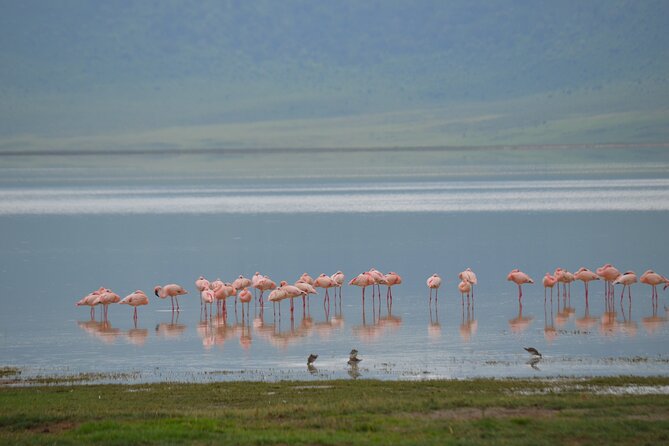 4 days serengeti & ngorongoro mid range tour - Day 4: Descending into Ngorongoro Crater