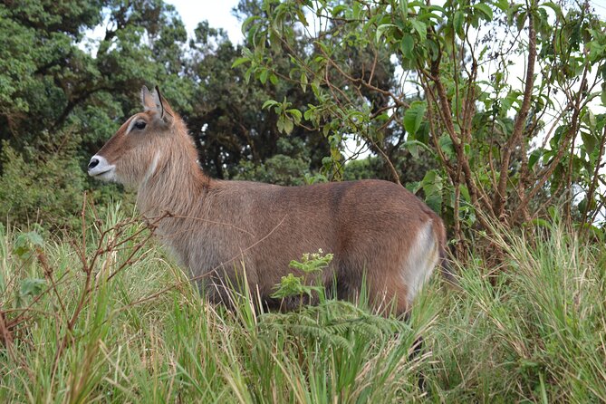 4 days serengeti & ngorongoro mid range tour - Guides are a major part of the value