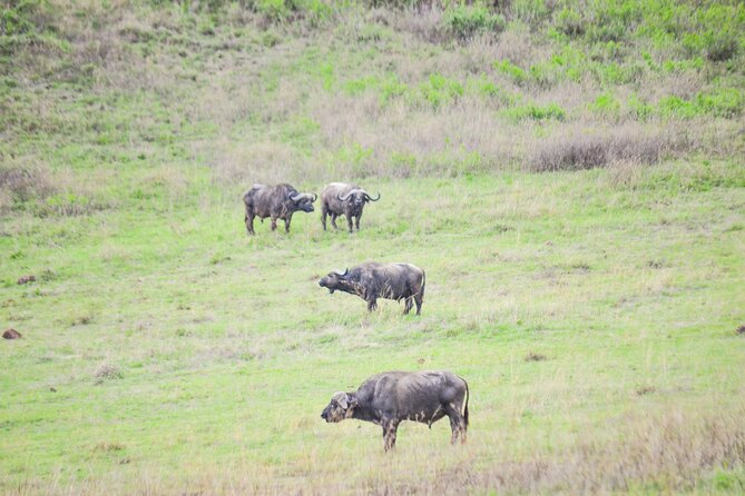 4 days serengeti & ngorongoro mid range tour - Day 2: Ngorongoro views, Maasai culture, and Seronera at sunset